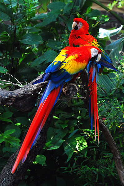 400pxara_macao