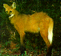 Lobo-Guará, or Maned Wolf